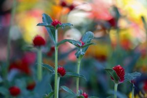 久屋大通庭園フラリエ、夏の花5月、名古屋市中区の観光・撮影スポットの画像と写真