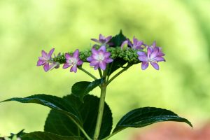 久屋大通庭園フラリエ、夏の花5月、名古屋市中区の観光・撮影スポットの画像と写真