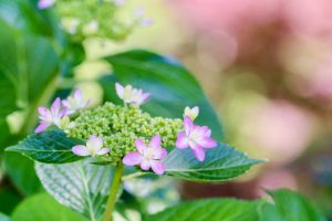 久屋大通庭園フラリエ、夏の花5月、名古屋市中区の観光・撮影スポットの画像と写真