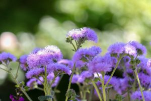 久屋大通庭園フラリエ、夏の花5月、名古屋市中区の観光・撮影スポットの画像と写真