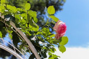 久屋大通庭園フラリエ、夏の花5月、名古屋市中区の観光・撮影スポットの画像と写真