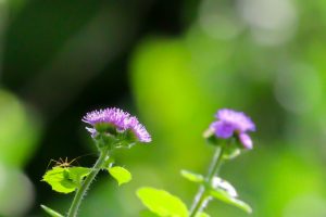 久屋大通庭園フラリエ、夏の花7月、名古屋市中区の観光・撮影スポットの画像と写真
