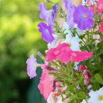 久屋大通庭園フラリエ、夏の花5月、名古屋市中区の観光・撮影スポットの画像と写真