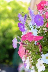 久屋大通庭園フラリエ、夏の花5月、名古屋市中区の観光・撮影スポットの画像と写真