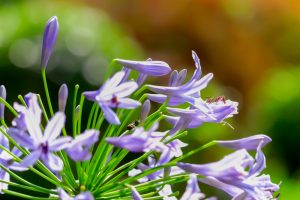 久屋大通庭園フラリエ、夏の花7月、名古屋市中区の観光・撮影スポットの画像と写真