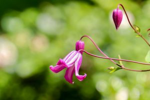久屋大通庭園フラリエ、夏の花5月、名古屋市中区の観光・撮影スポットの画像と写真