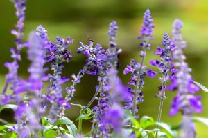 久屋大通庭園フラリエ、夏の花7月、名古屋市中区の観光・撮影スポットの画像と写真