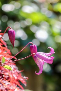 久屋大通庭園フラリエ、夏の花5月、名古屋市中区の観光・撮影スポットの画像と写真