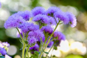 久屋大通庭園フラリエ、夏の花5月、名古屋市中区の観光・撮影スポットの画像と写真