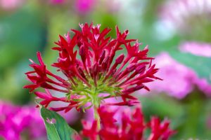 久屋大通庭園フラリエ、夏の花7月、名古屋市中区の観光・撮影スポットの画像と写真