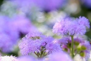 久屋大通庭園フラリエ、夏の花5月、名古屋市中区の観光・撮影スポットの画像と写真