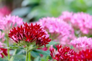 久屋大通庭園フラリエ、夏の花7月、名古屋市中区の観光・撮影スポットの画像と写真