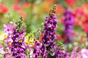 久屋大通庭園フラリエ、夏の花5月、名古屋市中区の観光・撮影スポットの画像と写真