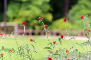 久屋大通庭園フラリエ、夏の花7月、名古屋市中区の観光・撮影スポットの画像と写真