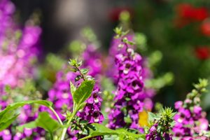 久屋大通庭園フラリエ、夏の花5月、名古屋市中区の観光・撮影スポットの画像と写真