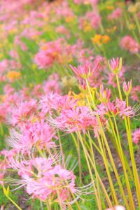 稗田川、リコリス、彼岸花、9月の秋の花、愛知県高浜市の観光・撮影スポットの画像と写真