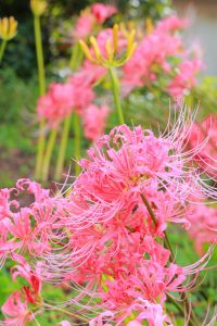 稗田川、リコリス、彼岸花、9月の秋の花、愛知県高浜市の観光・撮影スポットの画像と写真