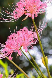 稗田川、リコリス、彼岸花、9月の秋の花、愛知県高浜市の観光・撮影スポットの画像と写真