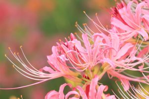 稗田川、リコリス、彼岸花、9月の秋の花、愛知県高浜市の観光・撮影スポットの画像と写真