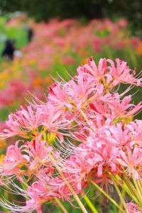 稗田川、リコリス、彼岸花、9月の秋の花、愛知県高浜市の観光・撮影スポットの画像と写真