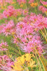 稗田川、リコリス、彼岸花、9月の秋の花、愛知県高浜市の観光・撮影スポットの画像と写真