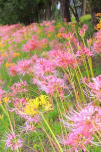 稗田川、リコリス、彼岸花、9月の秋の花、愛知県高浜市の観光・撮影スポットの画像と写真