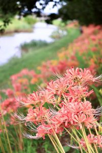 稗田川、リコリス、彼岸花、9月の秋の花、愛知県高浜市の観光・撮影スポットの画像と写真