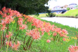 稗田川、リコリス、彼岸花、9月の秋の花、愛知県高浜市の観光・撮影スポットの画像と写真