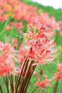 稗田川、リコリス、彼岸花、9月の秋の花、愛知県高浜市の観光・撮影スポットの画像と写真