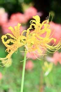 稗田川、リコリス、彼岸花、9月の秋の花、愛知県高浜市の観光・撮影スポットの画像と写真