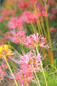 稗田川、リコリス、彼岸花、9月の秋の花、愛知県高浜市の観光・撮影スポットの画像と写真