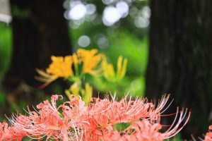 稗田川、リコリス、彼岸花、9月の秋の花、愛知県高浜市の観光・撮影スポットの画像と写真