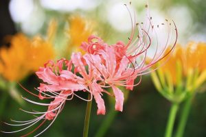 稗田川、リコリス、彼岸花、9月の秋の花、愛知県高浜市の観光・撮影スポットの画像と写真