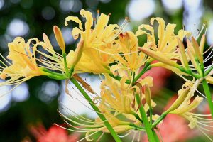 稗田川、リコリス、彼岸花、9月の秋の花、愛知県高浜市の観光・撮影スポットの画像と写真