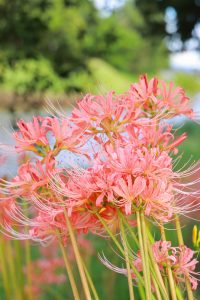 稗田川、リコリス、彼岸花、9月の秋の花、愛知県高浜市の観光・撮影スポットの画像と写真