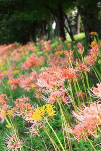 稗田川、リコリス、彼岸花、9月の秋の花、愛知県高浜市の観光・撮影スポットの画像と写真