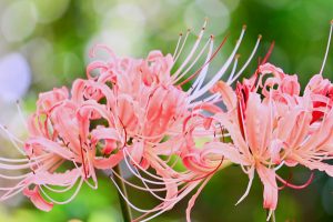 稗田川、リコリス、彼岸花、9月の秋の花、愛知県高浜市の観光・撮影スポットの画像と写真