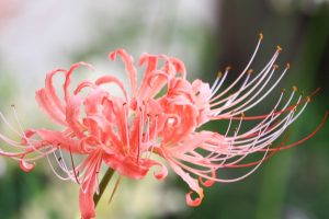 稗田稗田川、リコリス、彼岸花、9月の秋の花、愛知県高浜市の観光・撮影スポットの画像と写真