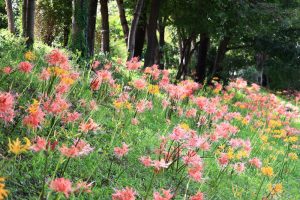 稗田川、リコリス、彼岸花、9月の秋の花、愛知県高浜市の観光・撮影スポットの画像と写真