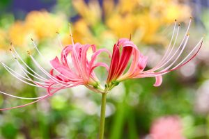 稗田川、リコリス、彼岸花、9月の秋の花、愛知県高浜市の観光・撮影スポットの画像と写真