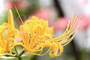 稗田川、リコリス、彼岸花、9月の秋の花、愛知県高浜市の観光・撮影スポットの画像と写真