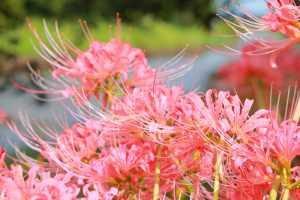 稗田川、リコリス、彼岸花、9月の秋の花、愛知県高浜市の観光・撮影スポットの画像と写真