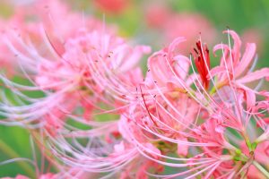 稗田川、リコリス、彼岸花、9月の秋の花、愛知県高浜市の観光・撮影スポットの画像と写真