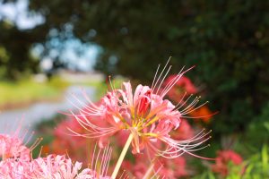 稗田川、リコリス、彼岸花、9月の秋の花、愛知県高浜市の観光・撮影スポットの画像と写真