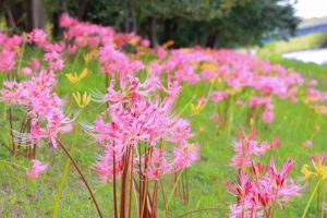 稗田川、リコリス、彼岸花、9月の秋の花、愛知県高浜市の観光・撮影スポットの画像と写真