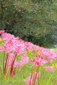 稗田川、リコリス、彼岸花、9月の秋の花、愛知県高浜市の観光・撮影スポットの画像と写真