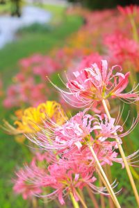 稗田川、リコリス、彼岸花、9月の秋の花、愛知県高浜市の観光・撮影スポットの画像と写真