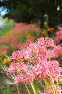稗田川、リコリス、彼岸花、9月の秋の花、愛知県高浜市の観光・撮影スポットの画像と写真