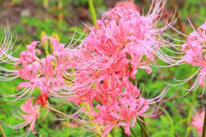 稗田川、リコリス、彼岸花、9月の秋の花、愛知県高浜市の観光・撮影スポットの画像と写真