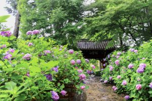 本光寺、あじさい、6月夏の花、愛知県額田郡の観光・撮影スポットの画像と写真